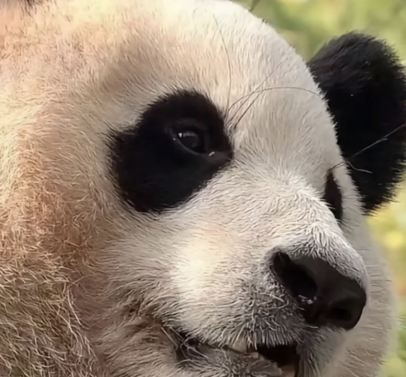 熊大壮